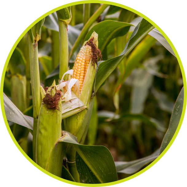 pick and peel corn picture pick and peel corn picture